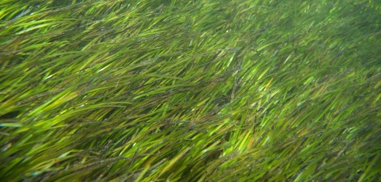 Seagrass Nitrogen Pollution